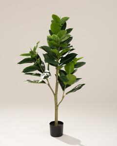Ficus în ghiveci 145 cm