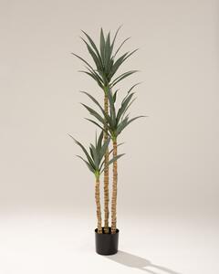 Yucca în ghiveci 160 cm