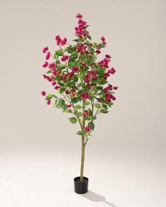 Bougainvillea în ghiveci 180 cm
