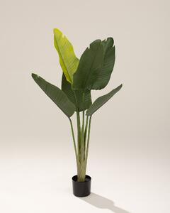 Strelitzia în ghiveci 130 cm