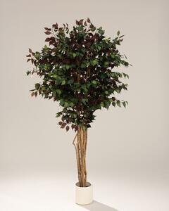 Arbore decorativ Burgundy în ghiveci 210 cm