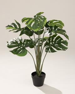 Monstera Mini în ghiveci 90 cm