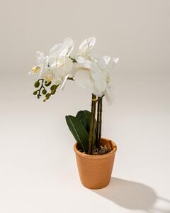 Orhidee Orchidea White în ghiveci 45 cm