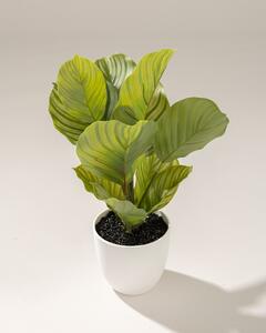 Calathea decorativă în ghiveci 35 cm