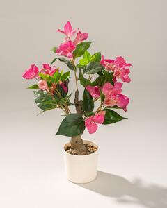Bougainvillea Mini în ghiveci 55 cm