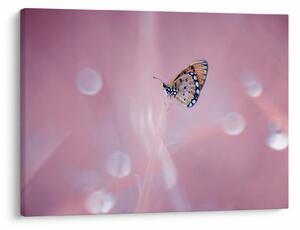 Tablou - Fluture (70x50 cm)