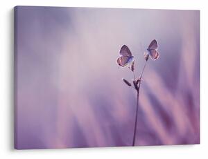 Tablou - Fluturi mov (70x50 cm)