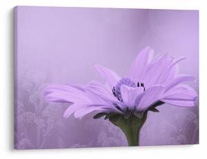Tablou - Flori mov (70x50 cm)