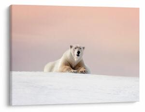 Tablou - Urs polar (70x50 cm)