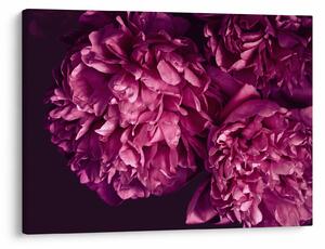 Tablou - Floarea bujorului (70x50 cm)