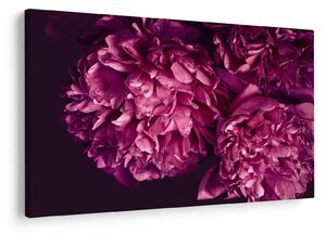 Tablou - Floarea bujorului (90x60 cm)