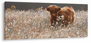 Tablou - Vacă scoțiană (120x50 cm)