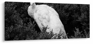 Tablou - Păun,alb-negru (120x50 cm)