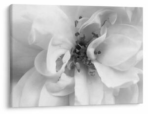 Tablou - Floare,alb-negru (70x50 cm)