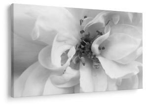 Tablou - Floare,alb-negru (90x60 cm)