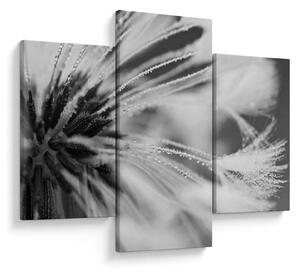 Tablou - Macro,alb-negru (90x60 cm)