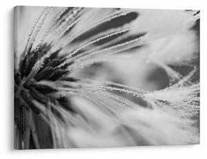 Tablou - Macro,alb-negru (70x50 cm)