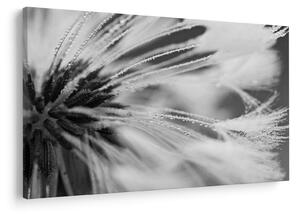Tablou - Macro,alb-negru (90x60 cm)