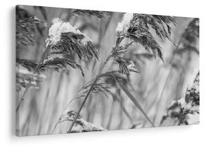Tablou - Tei,alb-negru (90x60 cm)