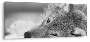 Tablou - Lup,alb-negru (120x50 cm)