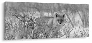 Tablou - Vulpe,alb-negru (120x50 cm)