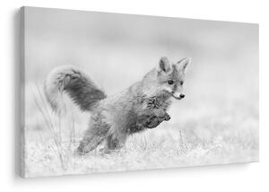 Tablou - Vulpe care sare,alb-negru (90x60 cm)