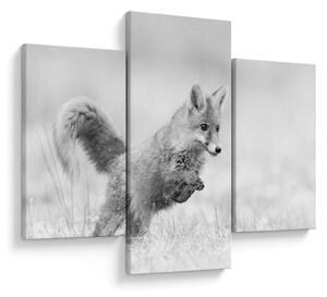 Tablou - Vulpe care sare,alb-negru (90x60 cm)