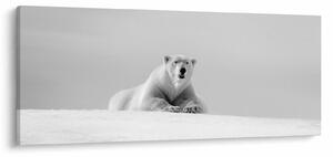 Tablou - Urs polar,alb-negru (120x50 cm)