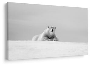 Tablou - Urs polar,alb-negru (90x60 cm)