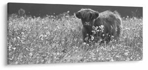 Tablou - Vacă scoțiană 5,alb-negru (120x50 cm)