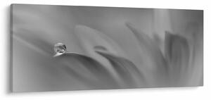 Tablou - Picătură pe floare,alb-negru (120x50 cm)