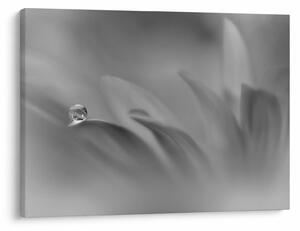 Tablou - Picătură pe floare,alb-negru (70x50 cm)