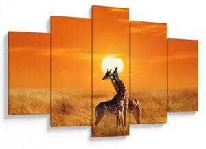 Tablou - Girafe în Parcul Național Serengeti (150x105 cm)