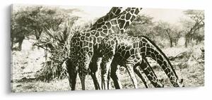 Tablou - Girafe, de epocă (120x50 cm)