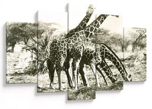 Tablou - Girafe, de epocă (150x105 cm)