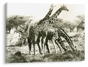 Tablou - Girafe, de epocă (70x50 cm)