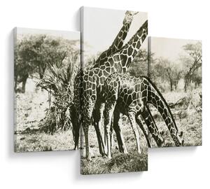 Tablou - Girafe, de epocă (90x60 cm)
