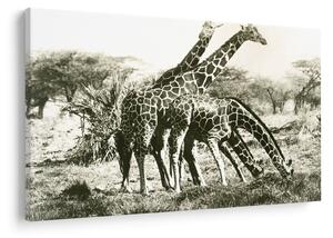 Tablou - Girafe, de epocă (90x60 cm)