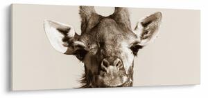 Tablou - Portret de girafă, de epocă (120x50 cm)
