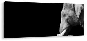 Tablou - Elefant (120x50 cm)