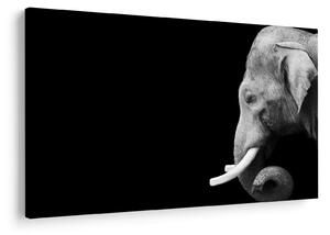 Tablou - Elefant (90x60 cm)