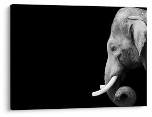 Tablou - Elefant (70x50 cm)