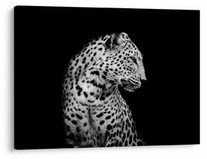 Tablou - Leopardul (70x50 cm)