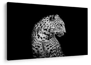 Tablou - Leopardul (90x60 cm)