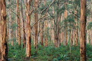 Fotografie Forest of Eucalyptus Trees, Grant Faint