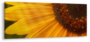 Tablou - Floarea-soarelui (120x50 cm)