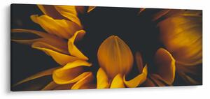 Tablou - Floarea-soarelui în fundal negru (120x50 cm)