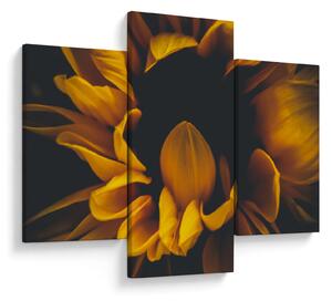 Tablou - Floarea-soarelui în fundal negru (90x60 cm)