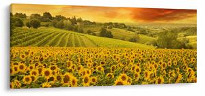 Tablou - Câmp de floarea-soarelui (120x50 cm)