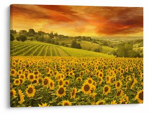 Tablou - Câmp de floarea-soarelui (70x50 cm)